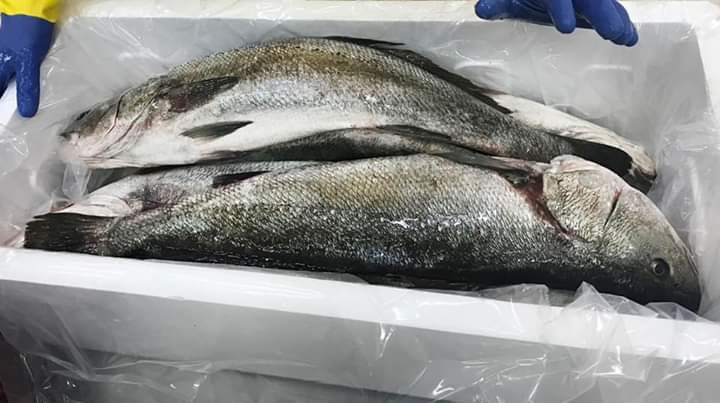 European Seabass CORVINA 1000-5000